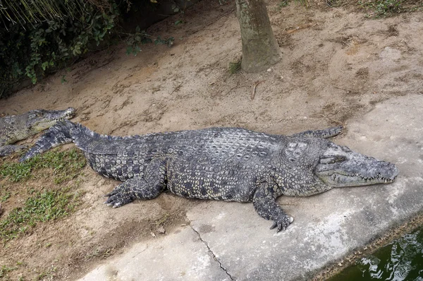 Ogromnego krokodyla jest spanie w pobliżu wody. — Zdjęcie stockowe
