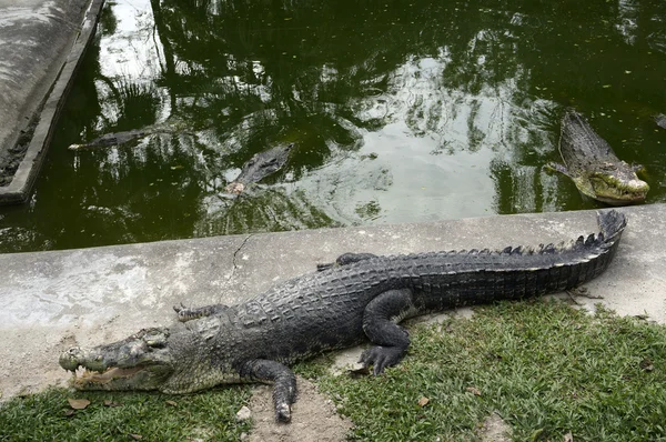 The enormous crocodile is sleeping near the water. — Stock Photo, Image