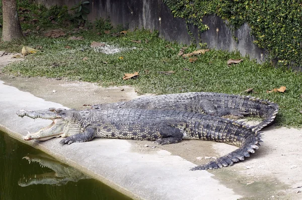 Dois crocodilos, um casal de férias — Fotografia de Stock