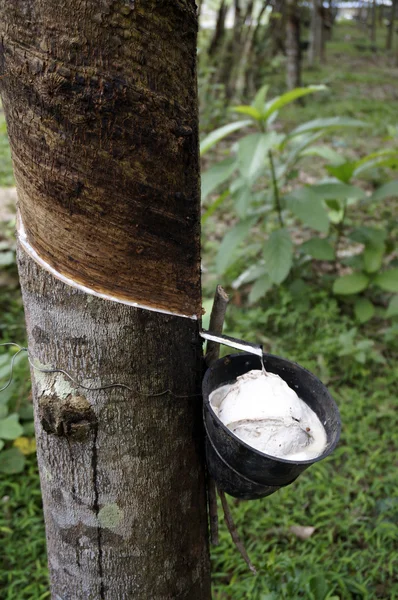 Borracha dá o suco de árvores Langkawi Malásia — Fotografia de Stock