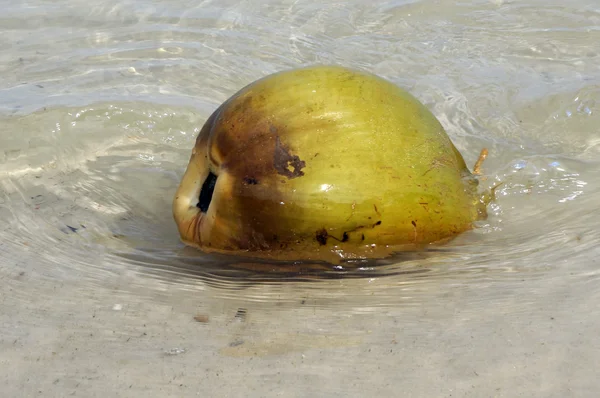 Coco arrastrado a la orilla de la ola oceánica . — Foto de Stock