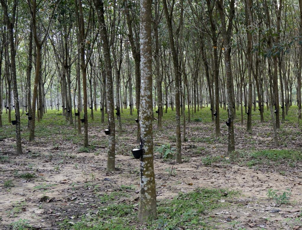 Plantations of rubber trees in Malaysia Langkawi — Stock Photo