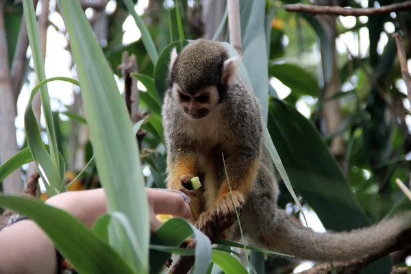 웃 긴 원숭이 먹는 — 스톡 사진