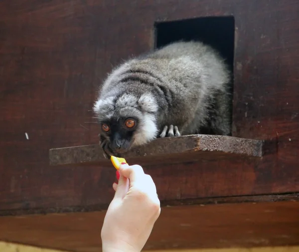 面白いキツネザルを食べる — ストック写真