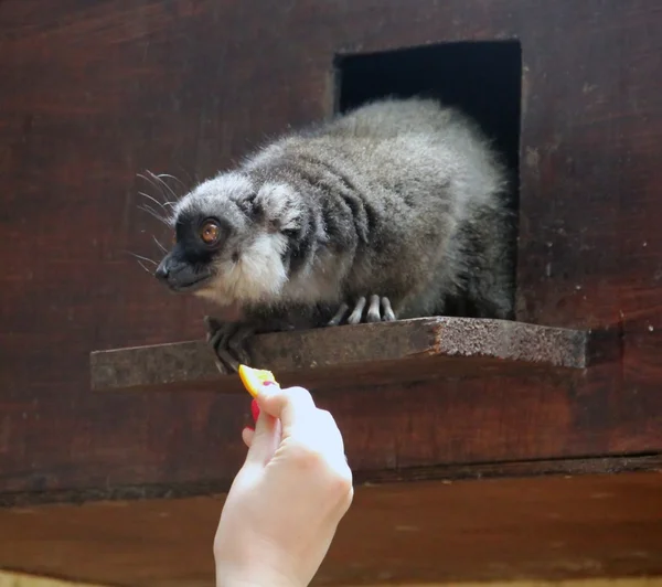 Rolig lemur äter — Stockfoto
