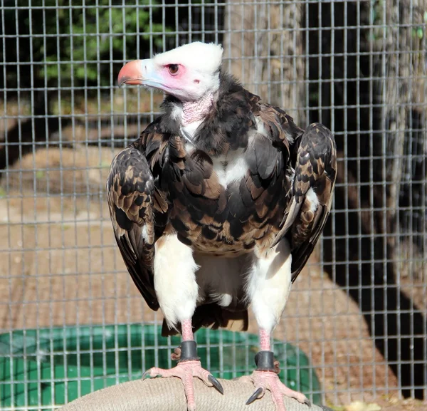 Closeup of the eagle sitting on — Stock Photo, Image