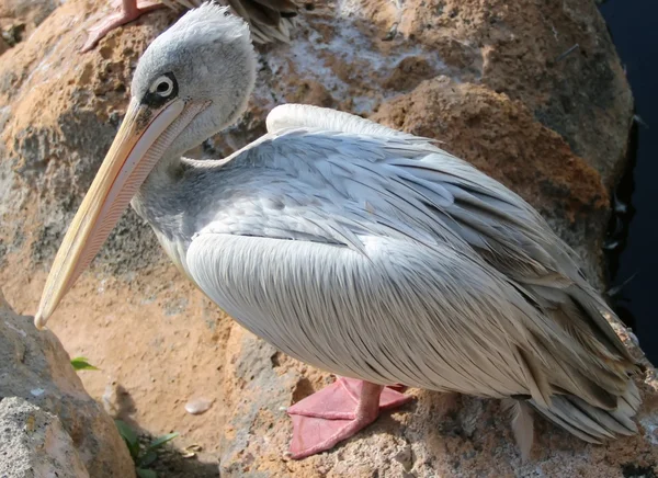 Gros plan d'un pélican assis par terre — Photo