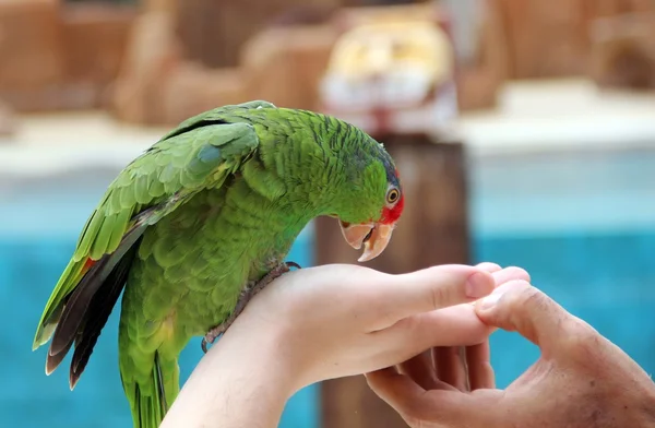 Large parrot eat food with hands.