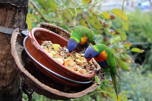 I pappagalli lucenti mangiano da mangimi di alimentatori . — Foto Stock