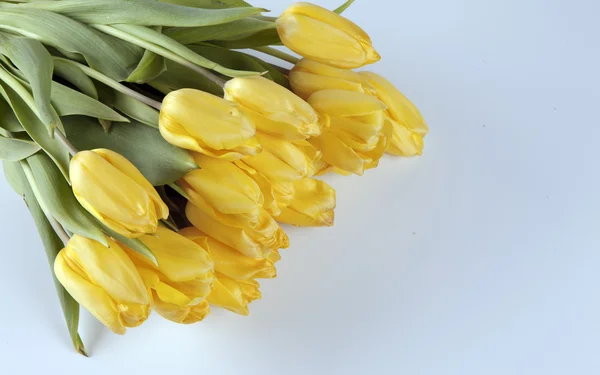 Bouquet of yellow tulips, beautiful background for congratulations — Stock Photo, Image