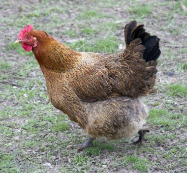 Kahverengi tavuk için kendi iş çalıştıran