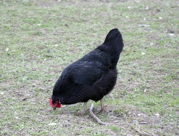 Black chicken running for their business. — Stock Photo, Image