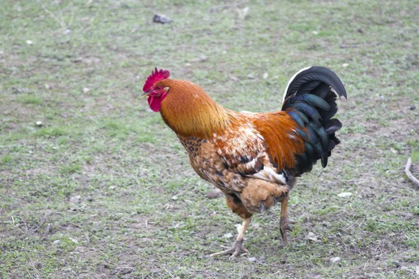 Grande marrón polla corriendo abajo su negocio —  Fotos de Stock