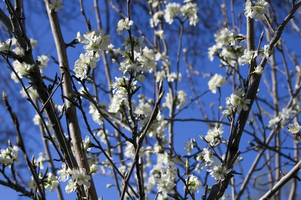Rama de manzano en flor contra el cielo azul . — Foto de Stock