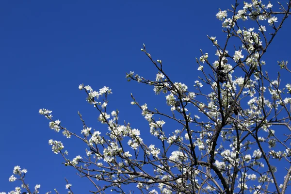 Bloeiende appelboom tak tegen de blauwe lucht. — Stockfoto