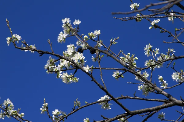 Bloeiende appelboom tak tegen de blauwe lucht. — Stockfoto