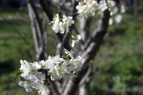 Kwitnący gałęzi drzewa jabłko na tle krajobrazu wiejskiego. — Zdjęcie stockowe