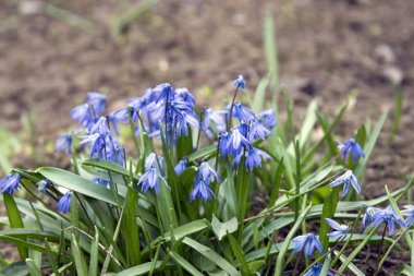 Güzel çiçekler bluebell veya Scylla büyümek çayırda