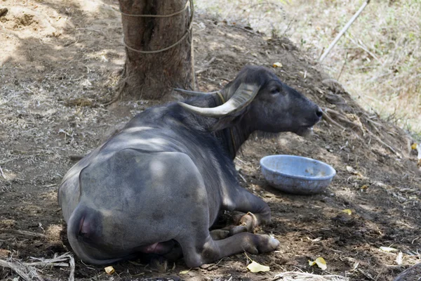 Bufalo nero sdraiato a terra. India, Goa — Foto Stock