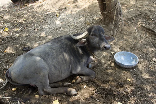 Bufalo nero sdraiato a terra. India, Goa — Foto Stock
