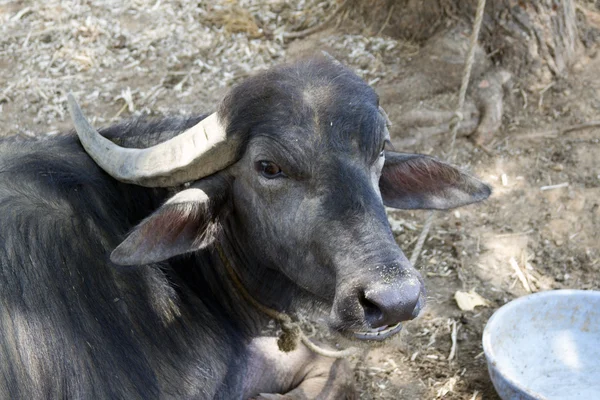 Bufalo nero sdraiato a terra. India, Goa — Foto Stock