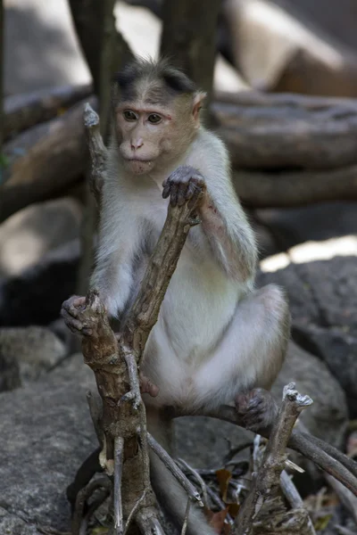 Portret van een jonge makaak nauw volgen de volgorde wat rond gebeurt er. Goa India — Stockfoto