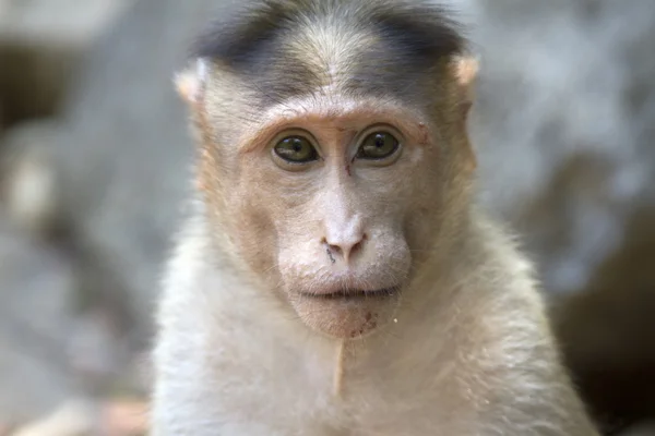 Portrait of a young Macaque closely tracking the order what is happening around. India Goa — Stock Photo, Image