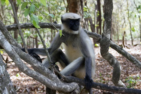 Portret van een jonge makaak nauw volgen de volgorde wat rond gebeurt er. Goa India — Stockfoto