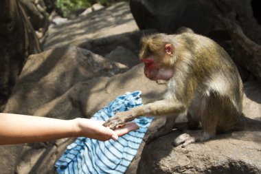 Gıda elleri ile taking bir genç makak portresi. Hindistan Goa