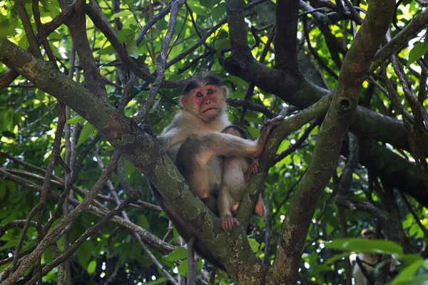 Portrait of a young Macaque closely tracking the order what is happening around. India Goa — Stock Photo, Image