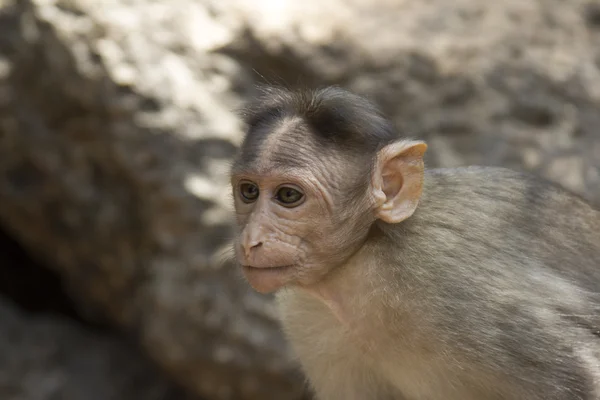 Portret van een jonge makaak nauw volgen de volgorde wat rond gebeurt er. Goa India — Stockfoto