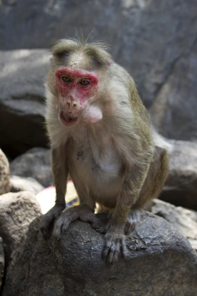 Portret van een jonge makaak nauw volgen de volgorde wat rond gebeurt er. Goa India — Stockfoto