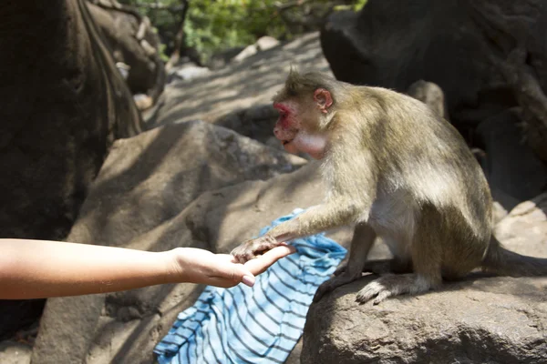 Porträt eines jungen Makaken, der mit seinen Händen Nahrung annimmt. indischer goa — Stockfoto