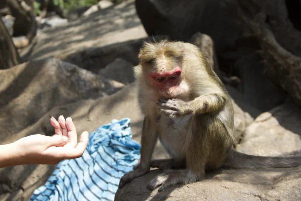 Porträt eines jungen Makaken, der mit seinen Händen Nahrung annimmt. indischer goa — Stockfoto