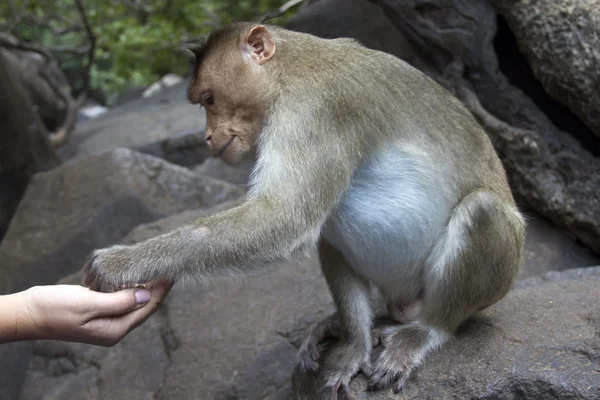 Portrait of a young Macaque taking on food with his hands. India Goa — Stock Photo, Image