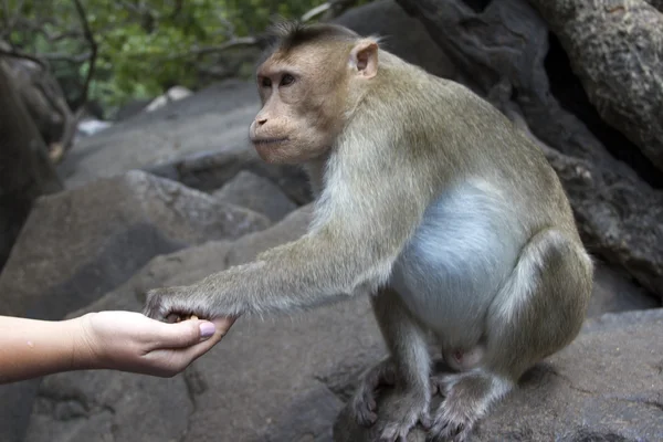 Portrait of a young Macaque taking on food with his hands. India Goa — Stock Photo, Image