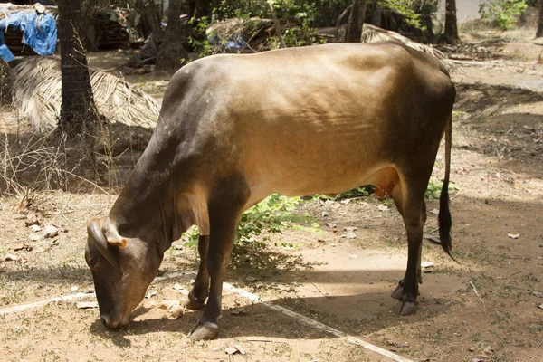 La mucca marrone giace a terra. India, Goa . — Foto Stock