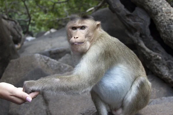 Porträt eines jungen Makaken, der mit seinen Händen Nahrung annimmt. indischer goa — Stockfoto
