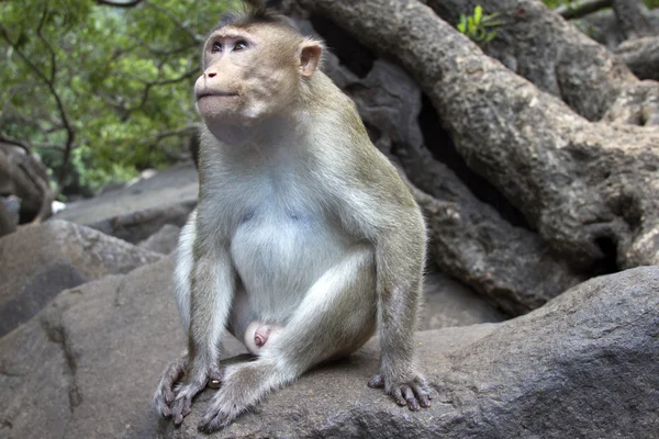 Portret van een jonge makaak nauw volgen de volgorde wat rond gebeurt er. Goa India — Stockfoto