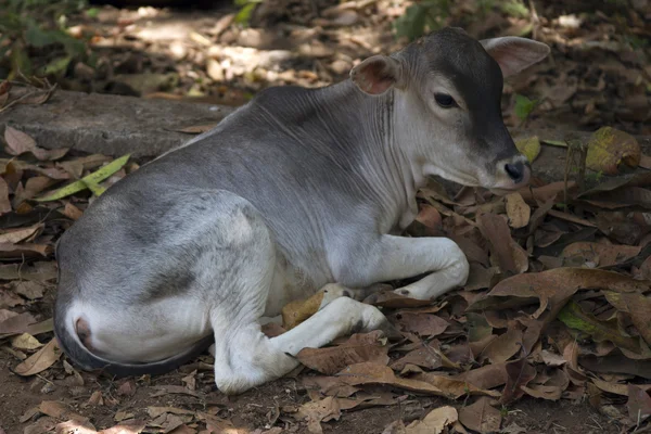 Vitello Mucche indiane sdraiate a terra .Indiya Goa . — Foto Stock