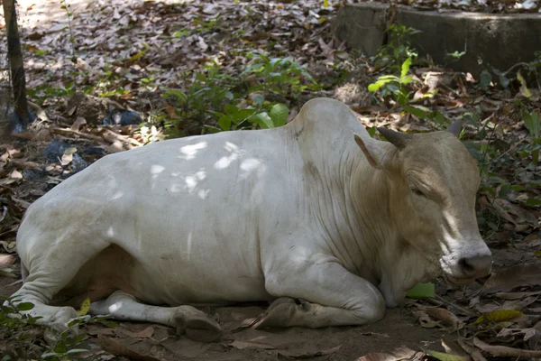 La mucca marrone giace a terra. India, Goa . — Foto Stock