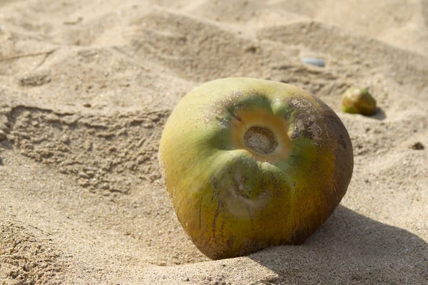 La nuez verde del coco se encuentra sobre la arena de la playa. India Goa — Foto de Stock