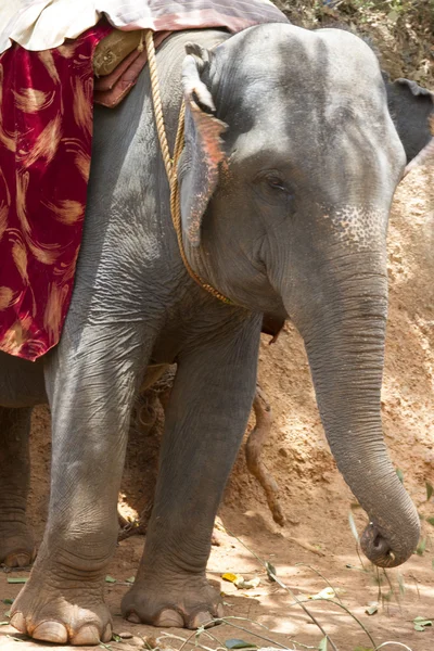 Красивый индийский слон с сиденьем для пассажиров стоит того, чтобы ждать людей. Гоа, Индия — стоковое фото