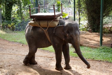 The beautiful Indian elephant with a seat for passengers costs waiting for people . India Goa  