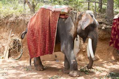 Bir koltuk için insanlar için bekleyen yolcular maliyeti ile güzel Hintli fil