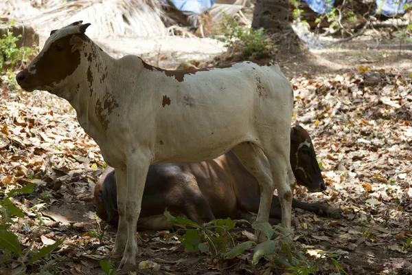 Le mucche marroni giacciono a terra. India, Goa . — Foto Stock