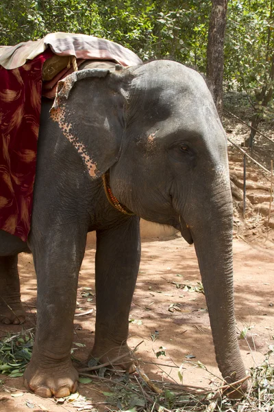 Красивый индийский слон с сиденьем для пассажиров стоит ожидания людей — стоковое фото