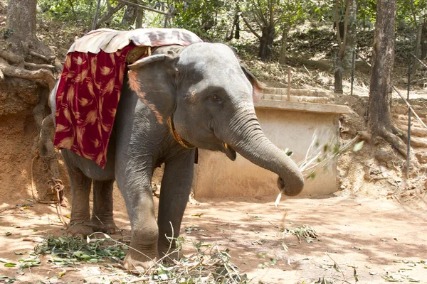 Красивый индийский слон с сиденьем для пассажиров стоит ожидания людей — стоковое фото