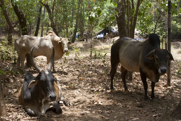 As vacas castanhas deitam-se no chão. Índia, Goa . — Fotografia de Stock