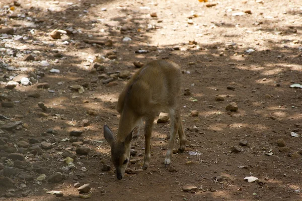 La giovane bellissima capriola nella giungla dell'India. India Goa. Sika cervo in jungls dell'India Goa — Foto Stock